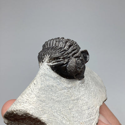Trilobite Coltranea Fossil