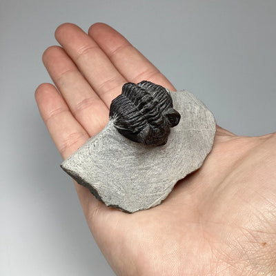 Trilobite Coltranea Fossil