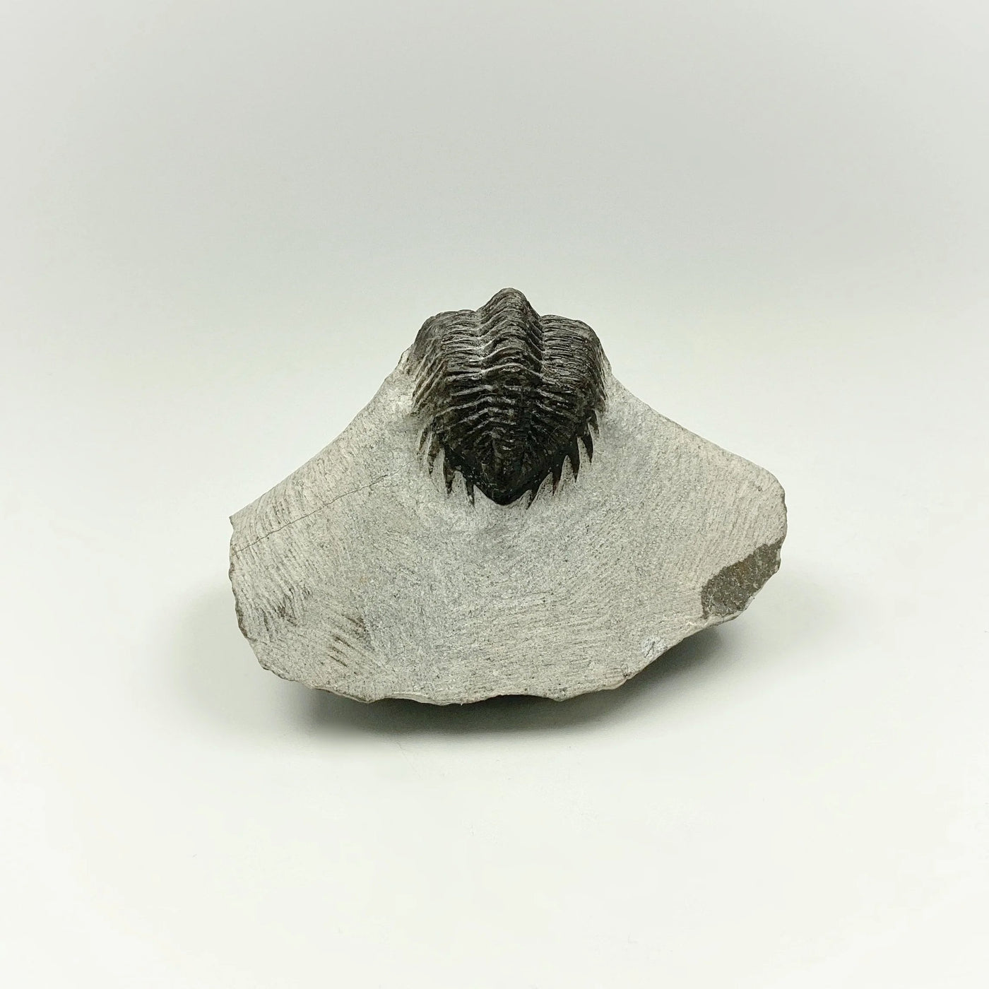Trilobite Coltranea Fossil