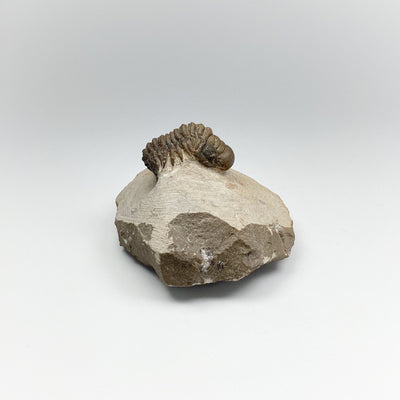 Trilobite Crotalocephalus Fossil