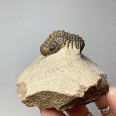 Trilobite Crotalocephalus Fossil