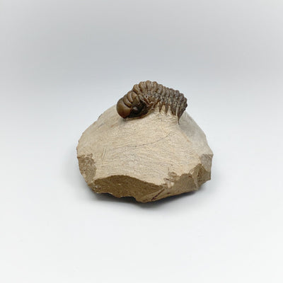Trilobite Crotalocephalus Fossil
