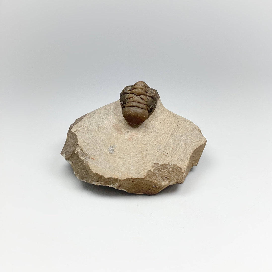 Trilobite Crotalocephalus Fossil