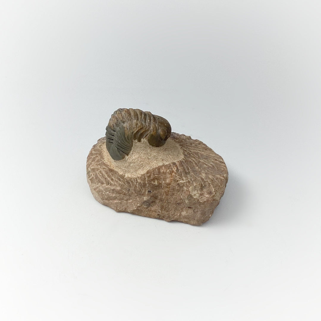 Trilobite Drotops Fossil - Rocks and Gems Canada