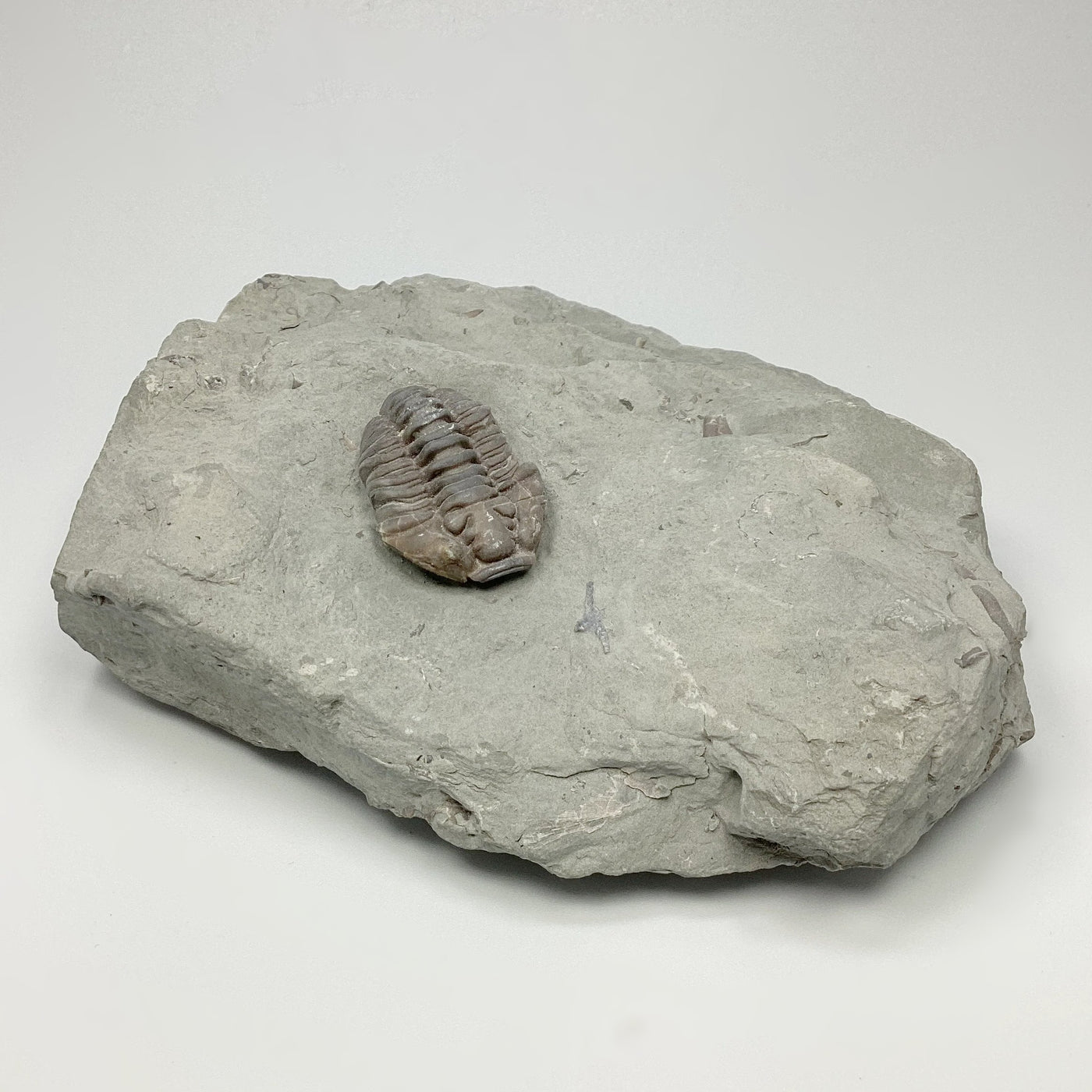 Trilobite Flexicalymene Fossil