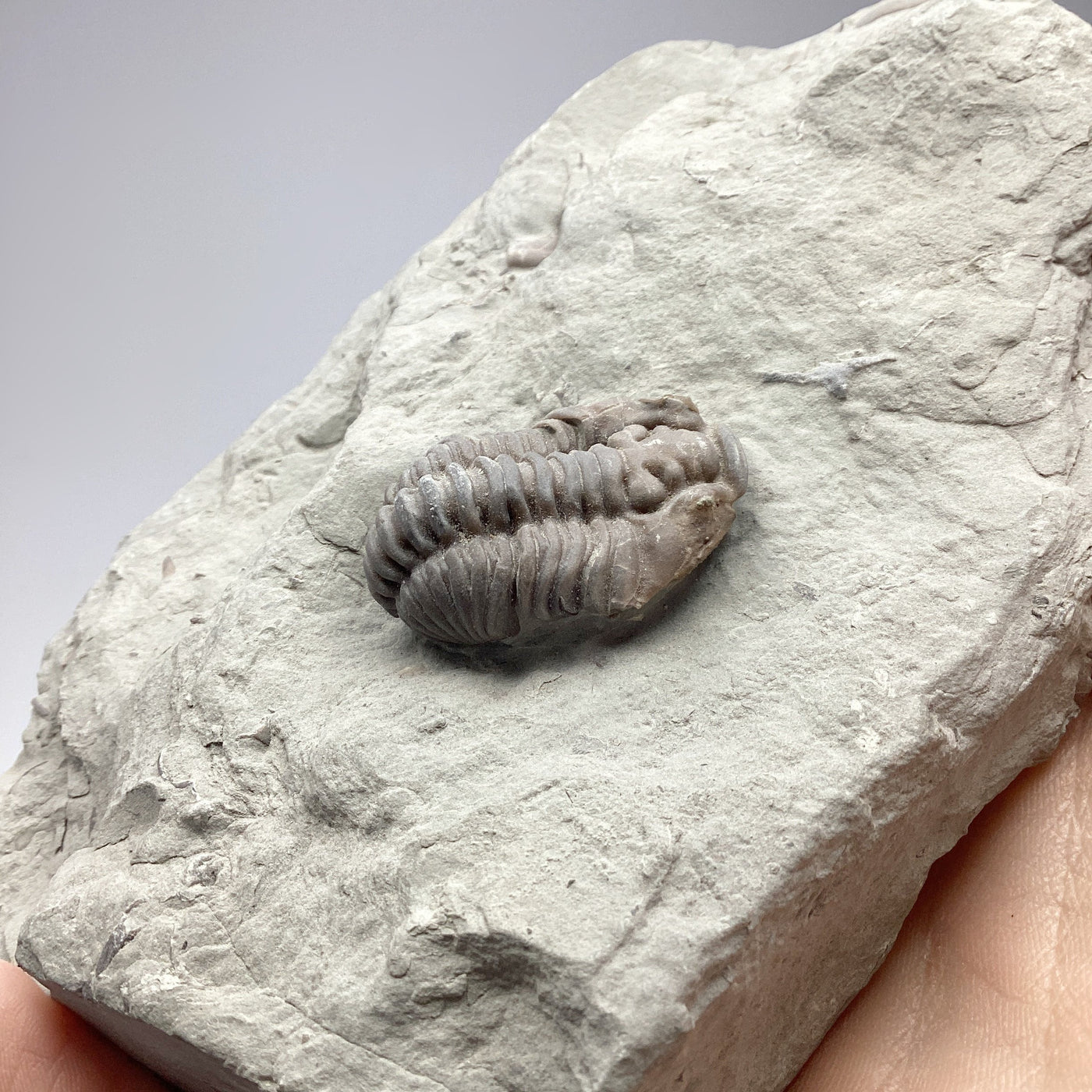 Trilobite Flexicalymene Fossil