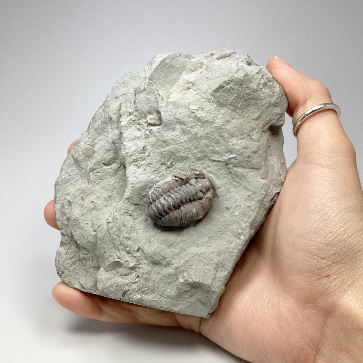 Trilobite Flexicalymene Fossil