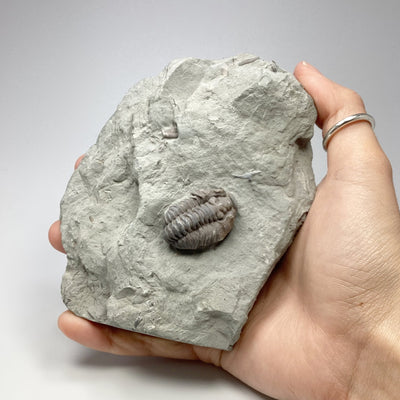 Trilobite Flexicalymene Fossil