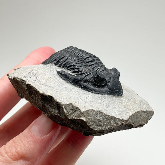 Trilobite Hollardops Fossil - Rocks and Gems Canada