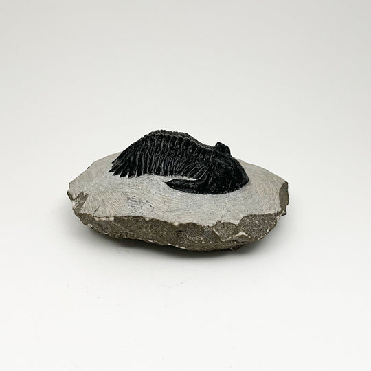 Trilobite Hollardops Fossil - Rocks and Gems Canada