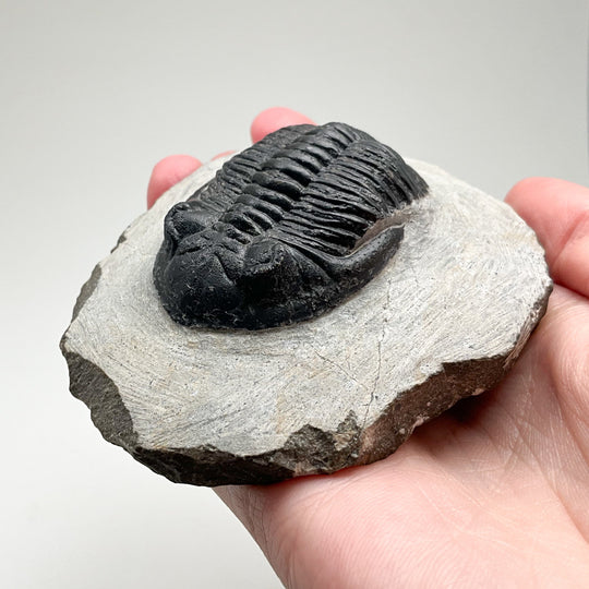 Trilobite Hollardops Fossil - Rocks and Gems Canada