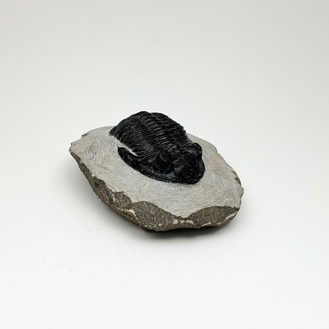 Trilobite Hollardops Fossil - Rocks and Gems Canada