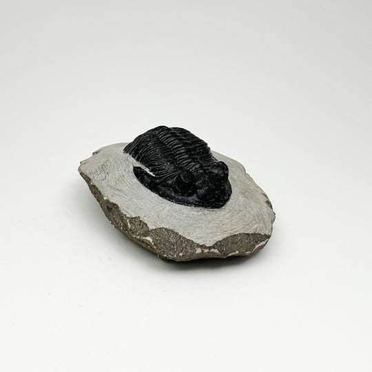 Trilobite Hollardops Fossil - Rocks and Gems Canada