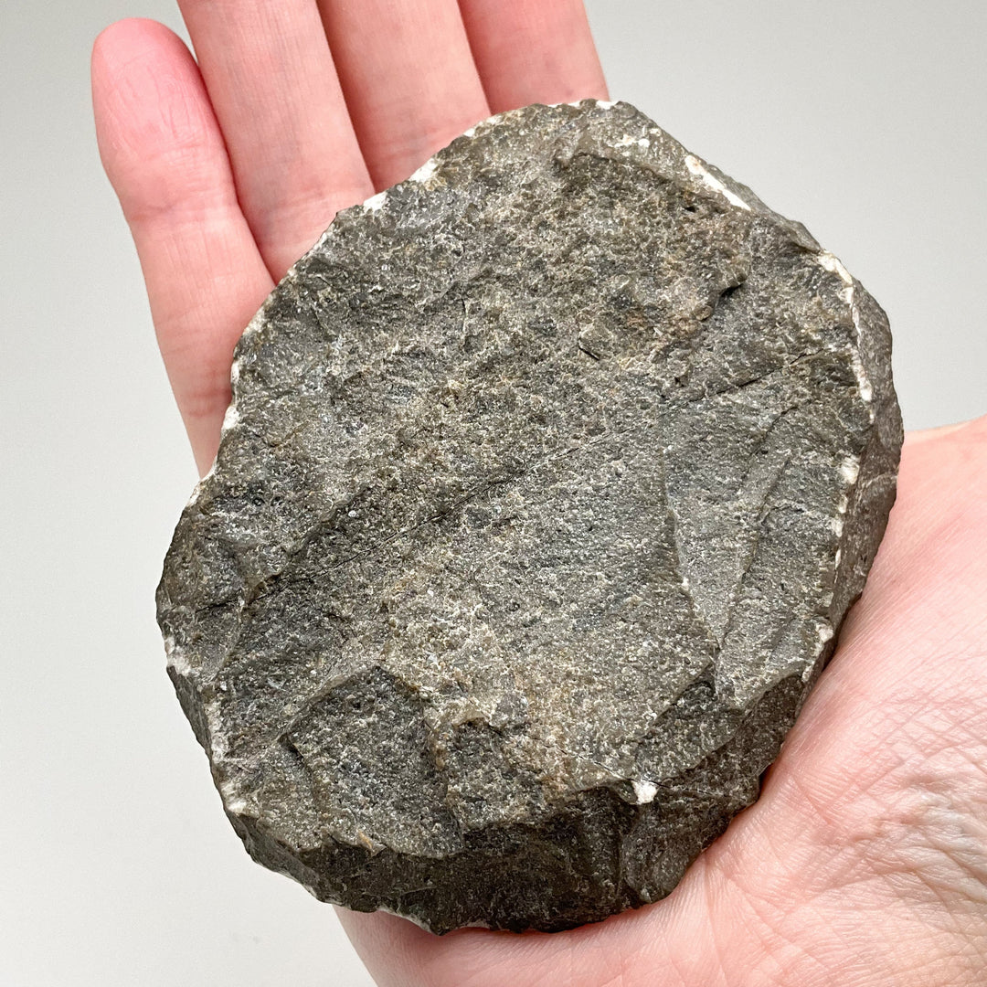 Trilobite Hollardops Fossil - Rocks and Gems Canada