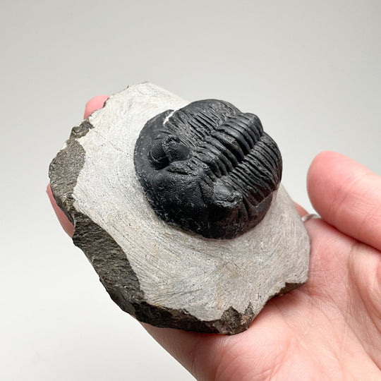 Trilobite Hollardops Fossil - Rocks and Gems Canada