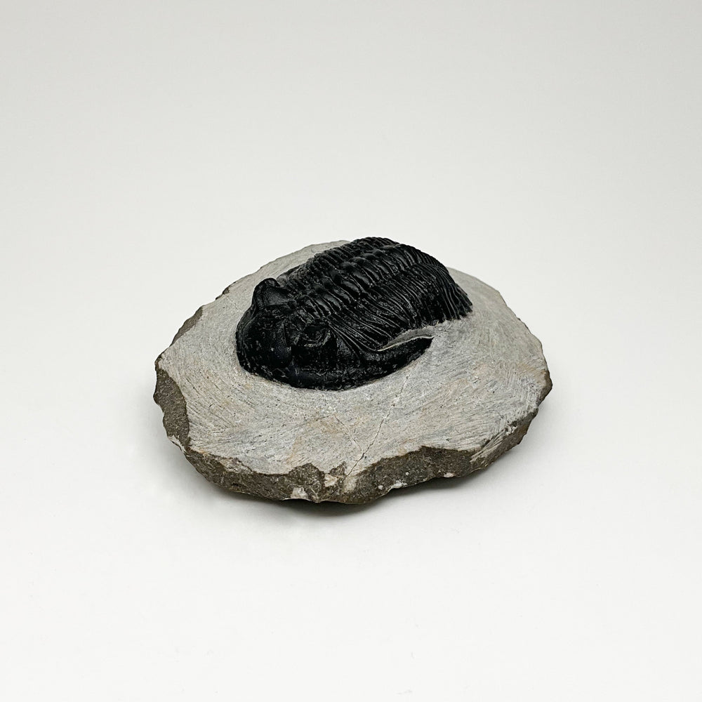 Trilobite Hollardops Fossil - Rocks and Gems Canada