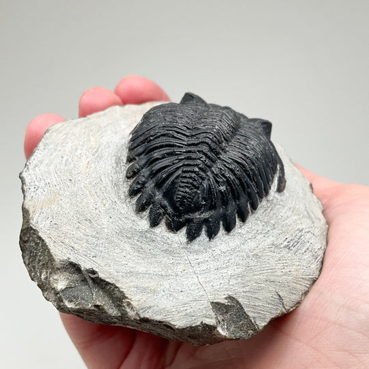 Trilobite Hollardops Fossil - Rocks and Gems Canada
