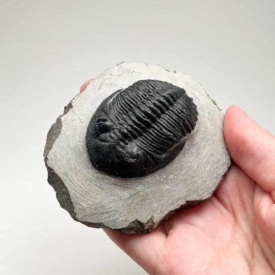 Trilobite Hollardops Fossil - Rocks and Gems Canada