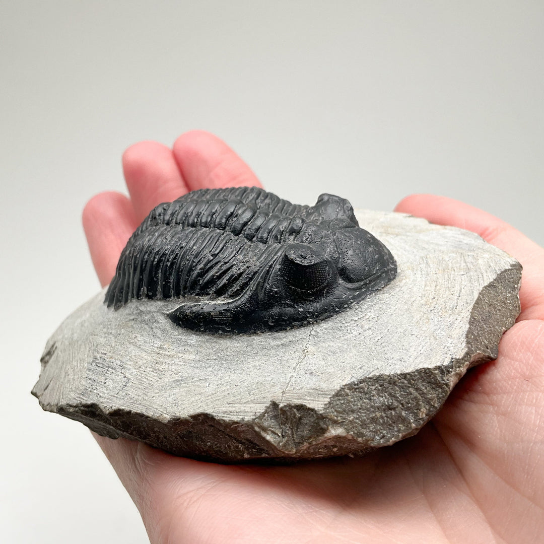 Trilobite Hollardops Fossil - Rocks and Gems Canada