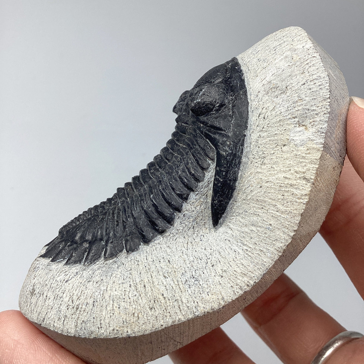 Trilobite Hollardops Fossil