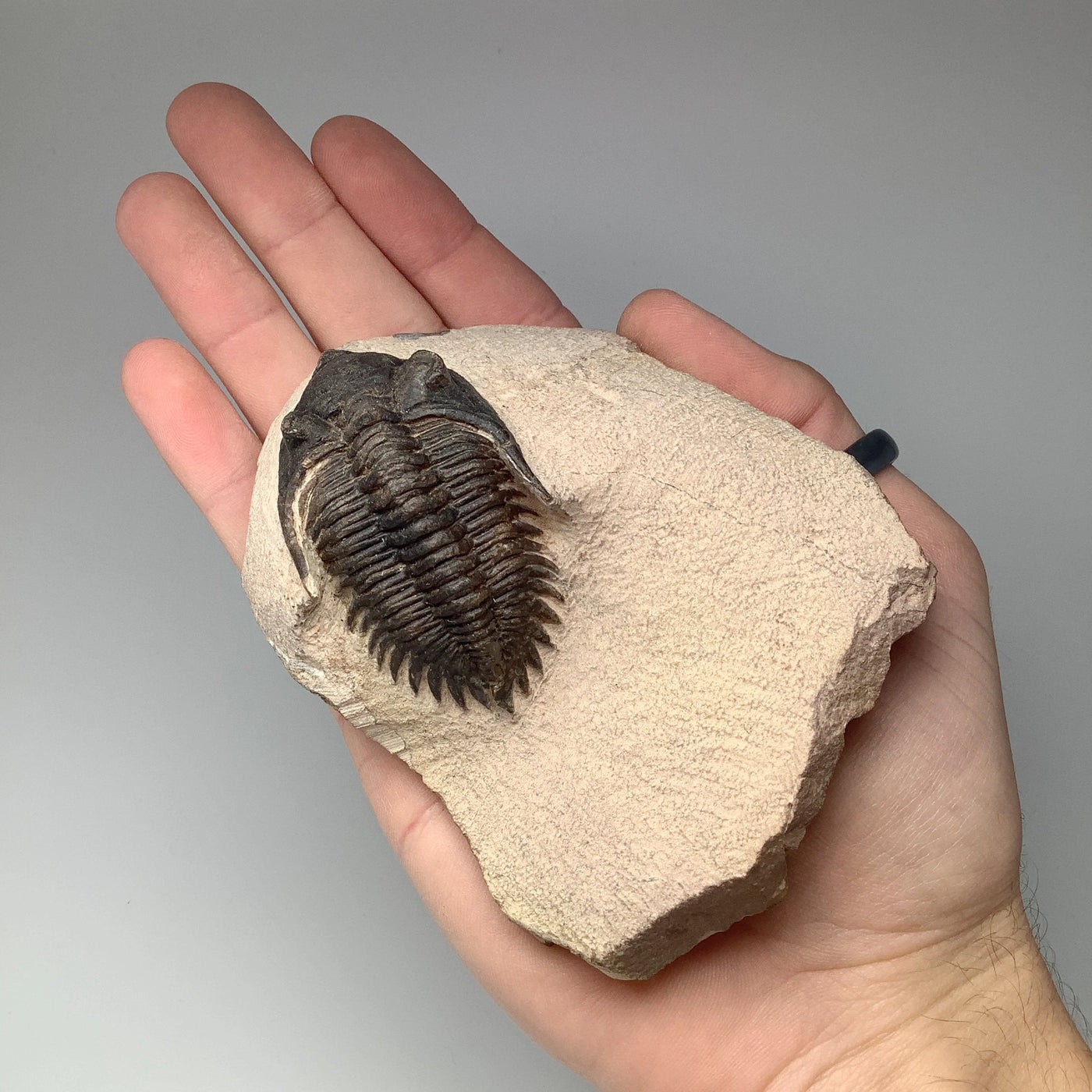 Trilobite Kayserops Fossil