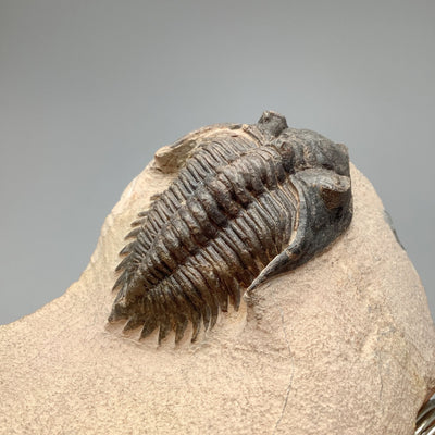 Trilobite Kayserops Fossil