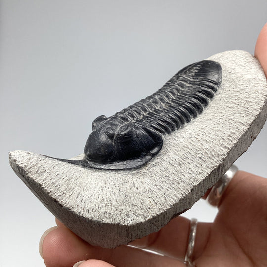 Trilobite Moroccanite Fossil - Rocks and Gems Canada