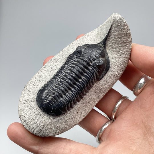 Trilobite Moroccanite Fossil - Rocks and Gems Canada