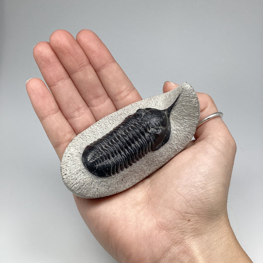 Trilobite Moroccanite Fossil - Rocks and Gems Canada