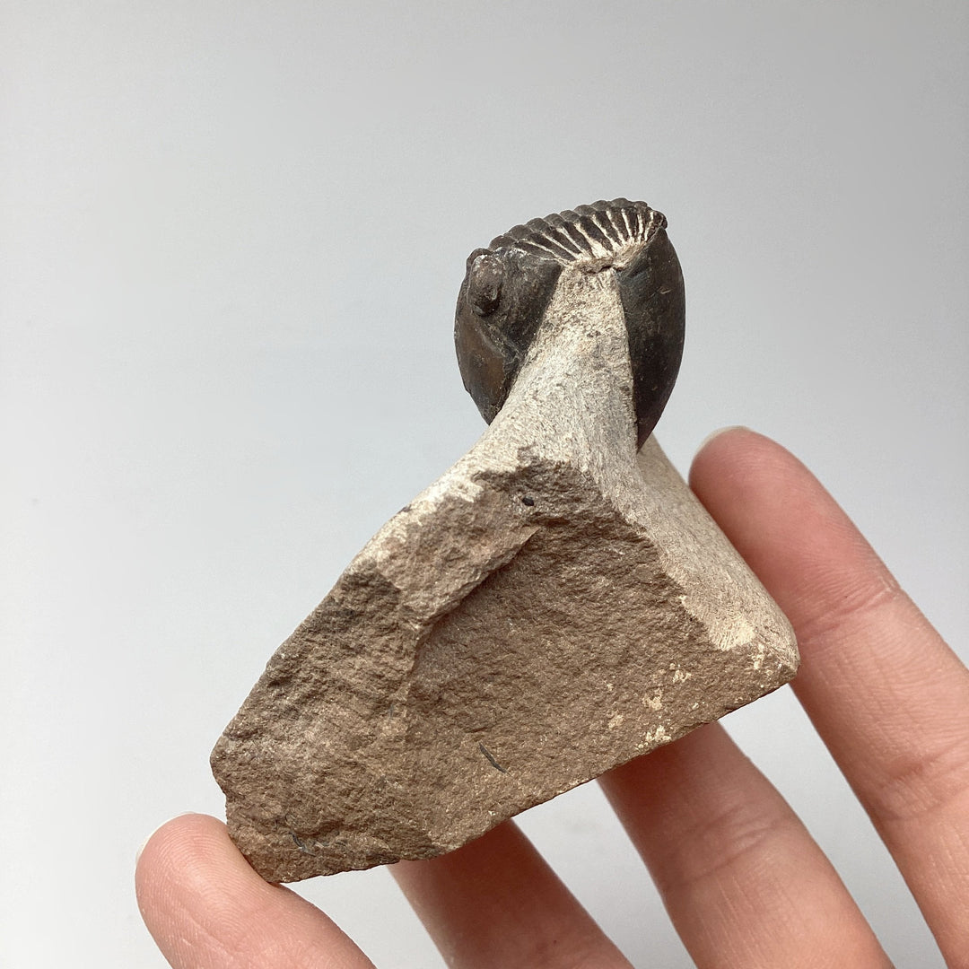 Trilobite Paralajurus Fossil