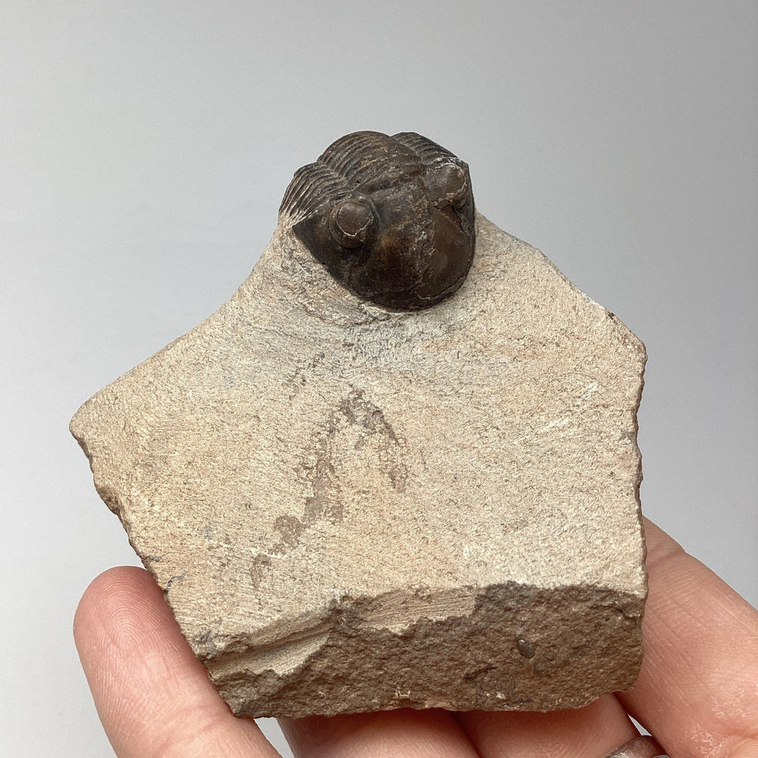 Trilobite Paralajurus Fossil - Rocks and Gems Canada