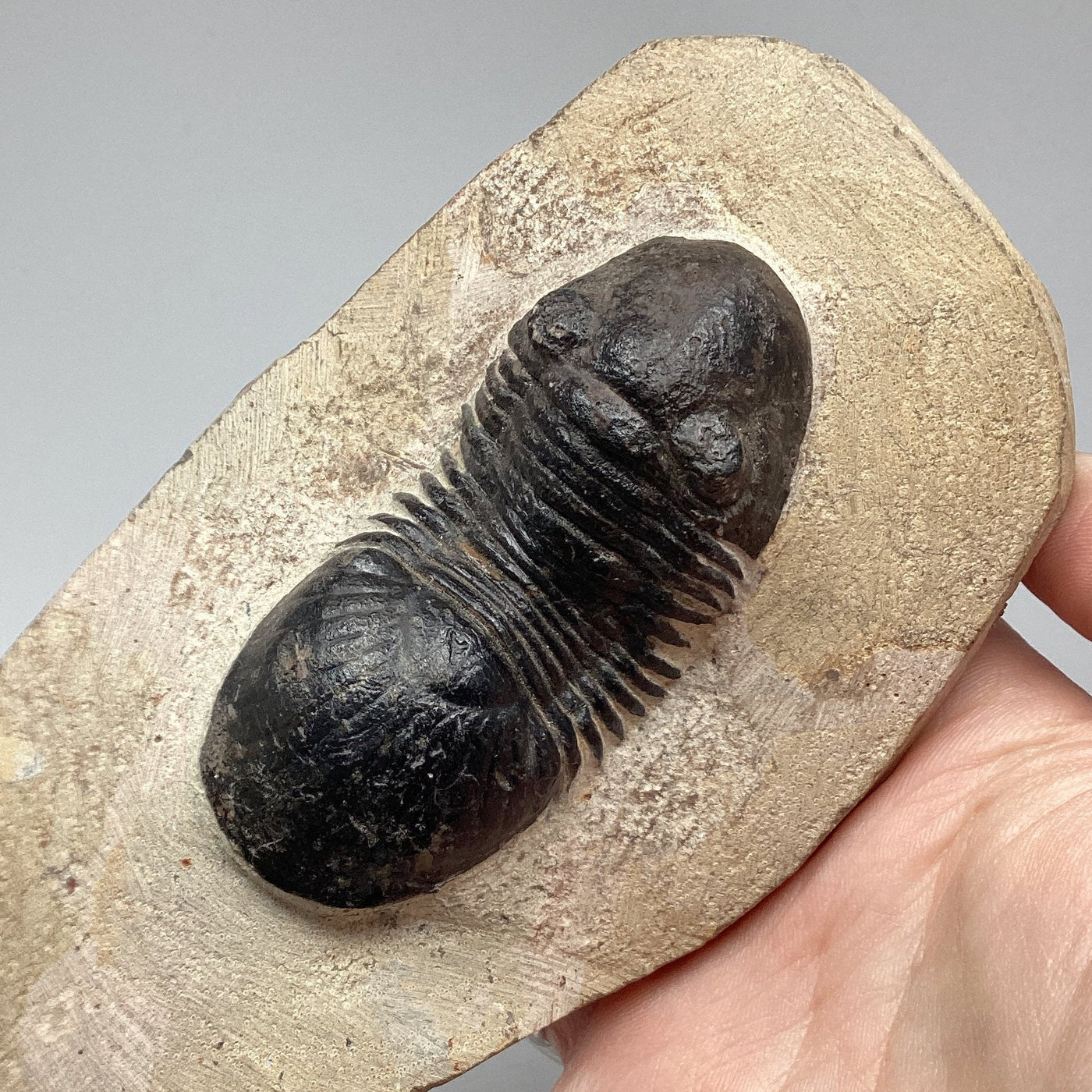 Trilobite Paralajurus Fossil