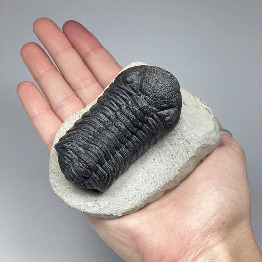 Trilobite Phacops Fossil - Rocks and Gems Canada