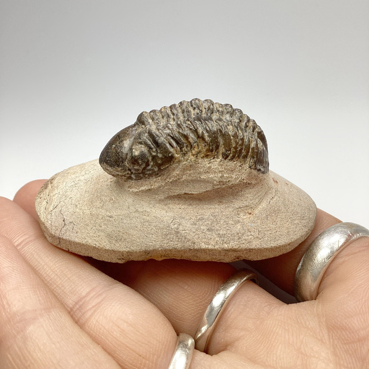 Trilobite Reedops Fossil