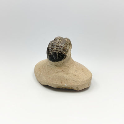 Trilobite Reedops Fossil