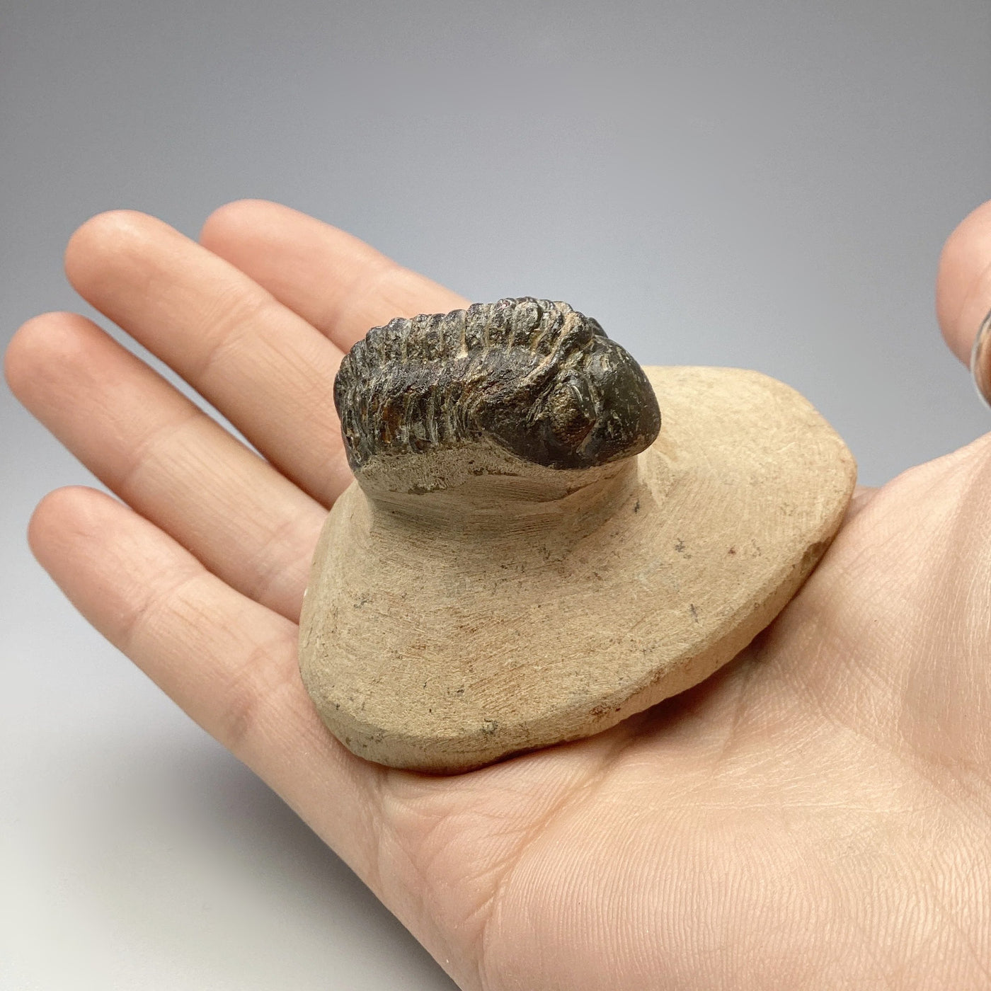 Trilobite Reedops Fossil