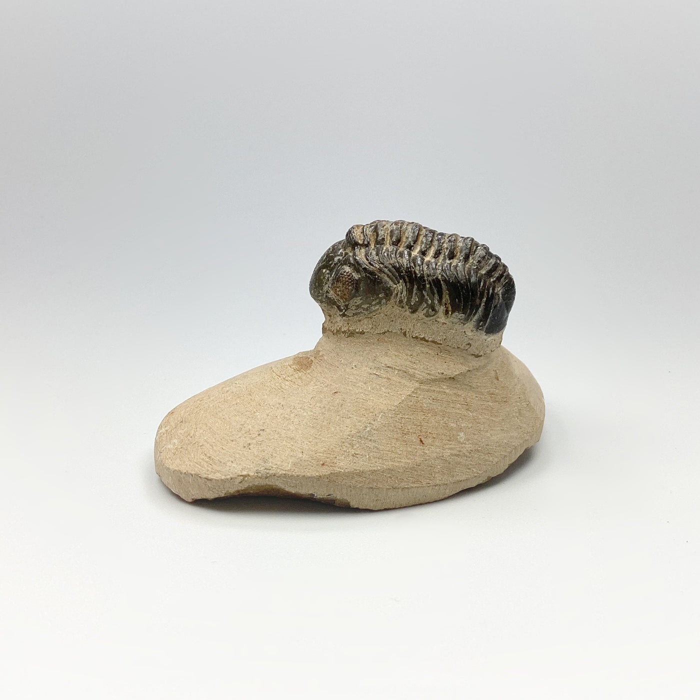 Trilobite Reedops Fossil