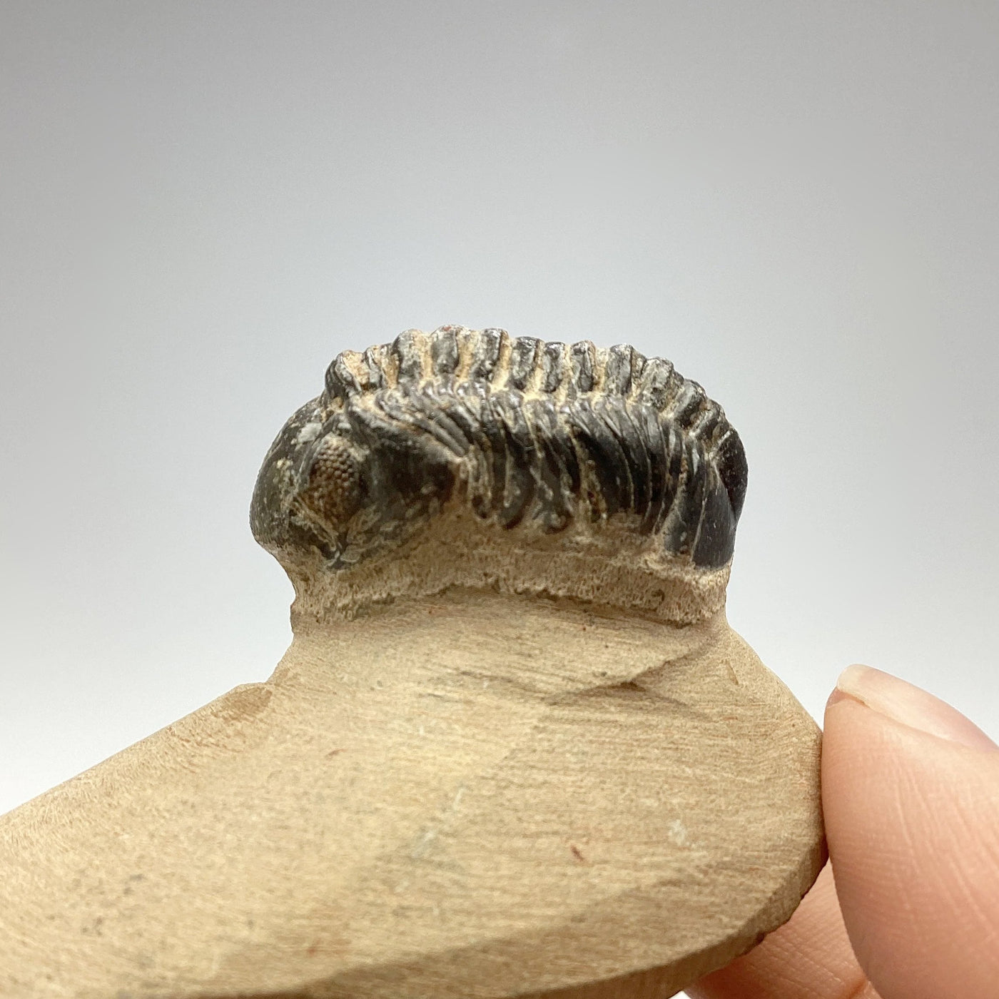 Trilobite Reedops Fossil