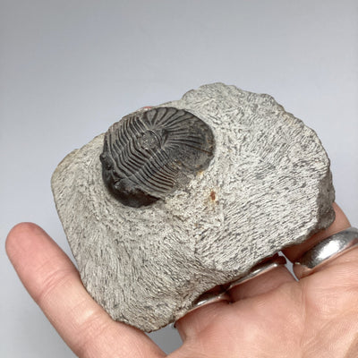 Trilobite Scutellum Fossil