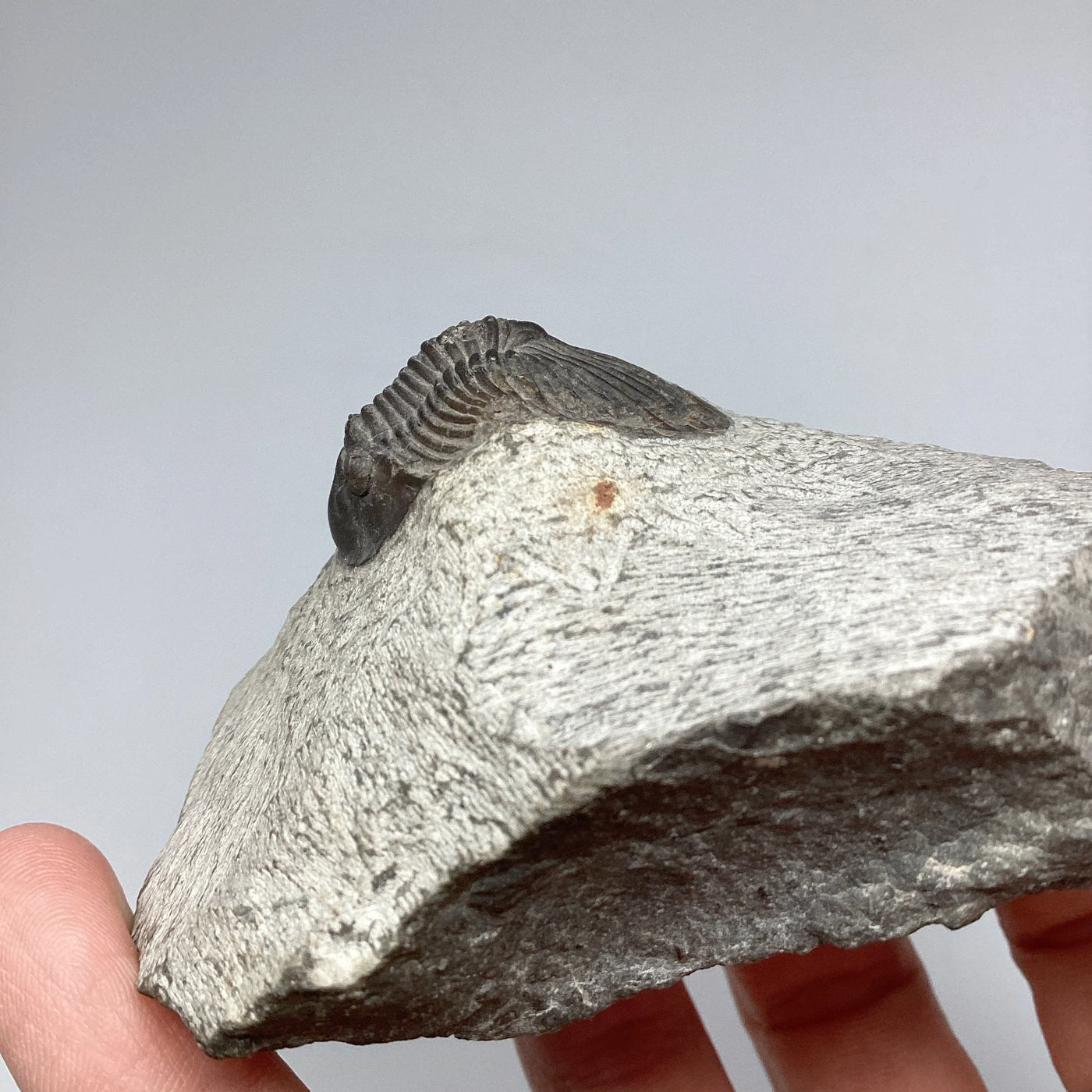 Trilobite Scutellum Fossil