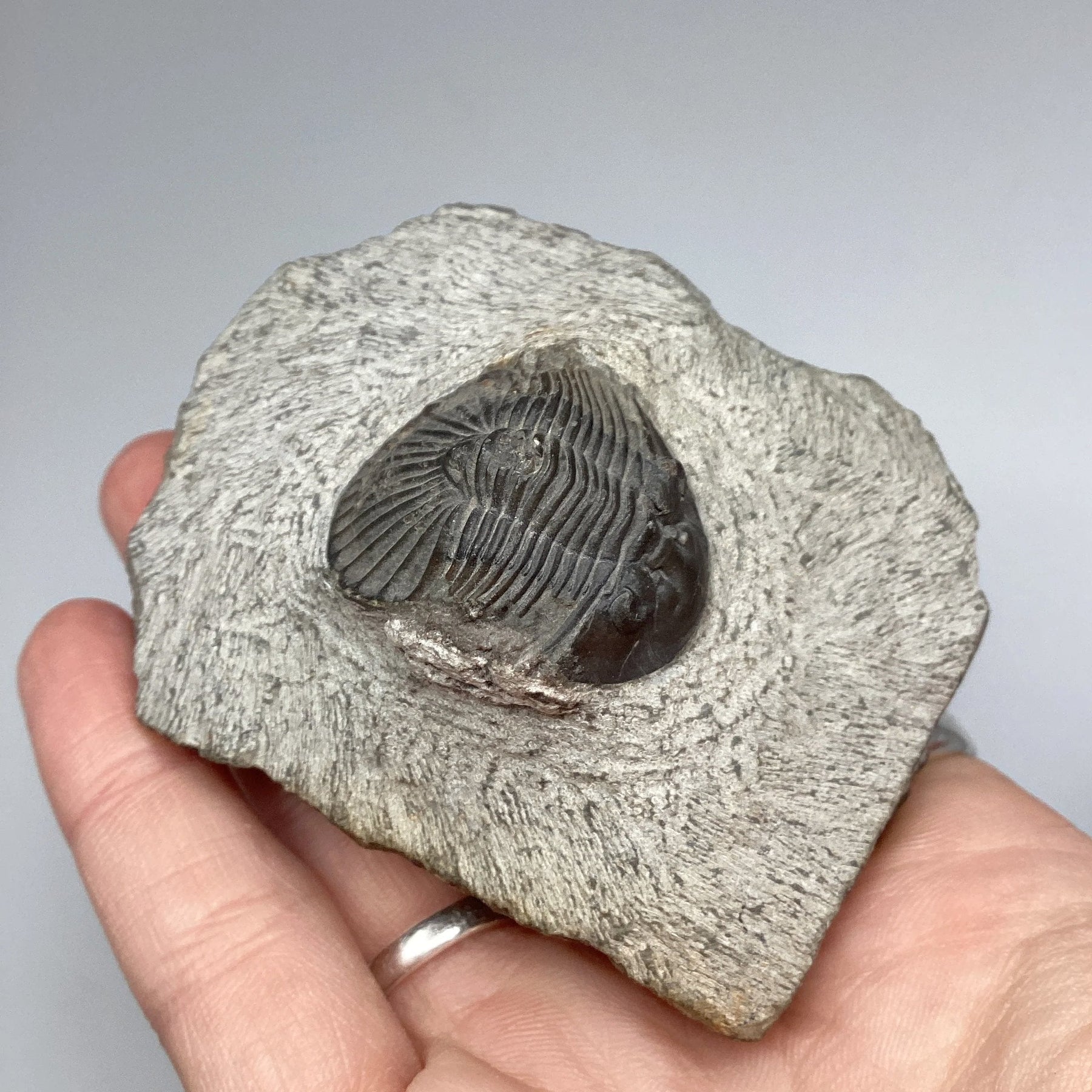 Trilobite Scutellum Fossil Rocks and Gems Canada