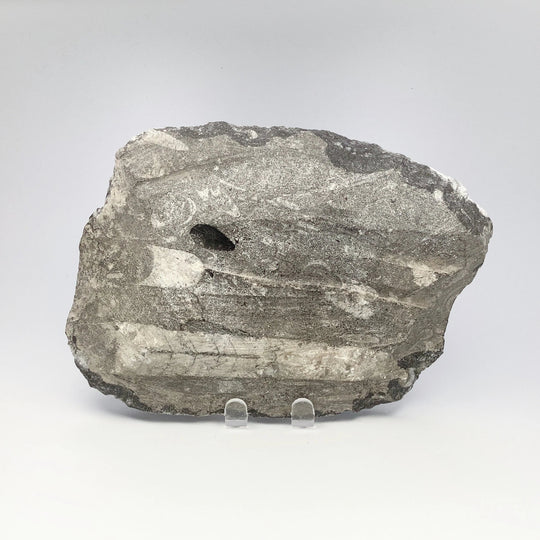 Orthoceras in Matrix - Rocks and Gems Canada