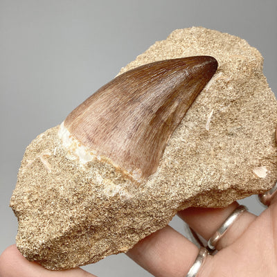Fossilized Mosasaur Tooth Specimen in Matrix
