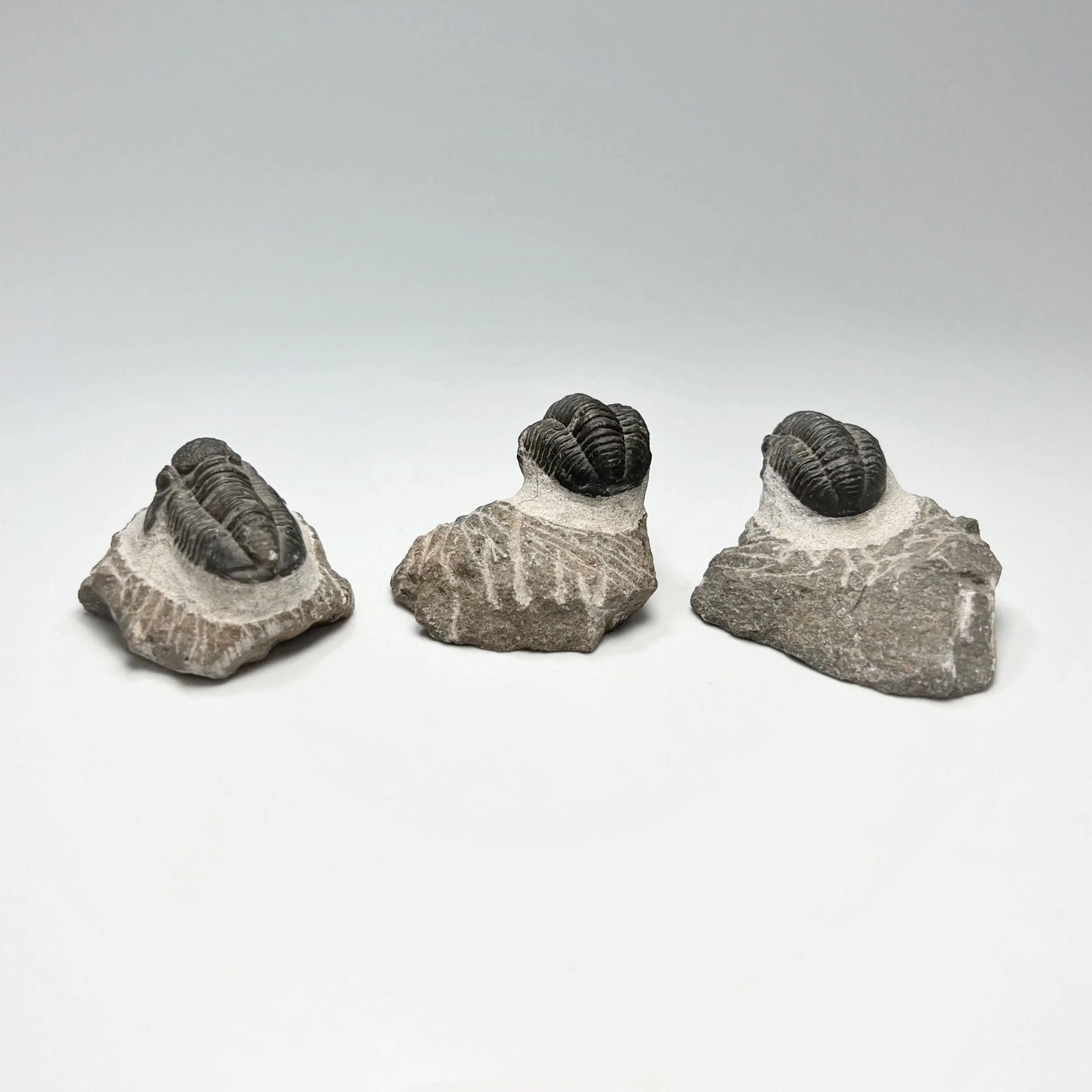 Trilobite Proetus Fossil at $89 Each