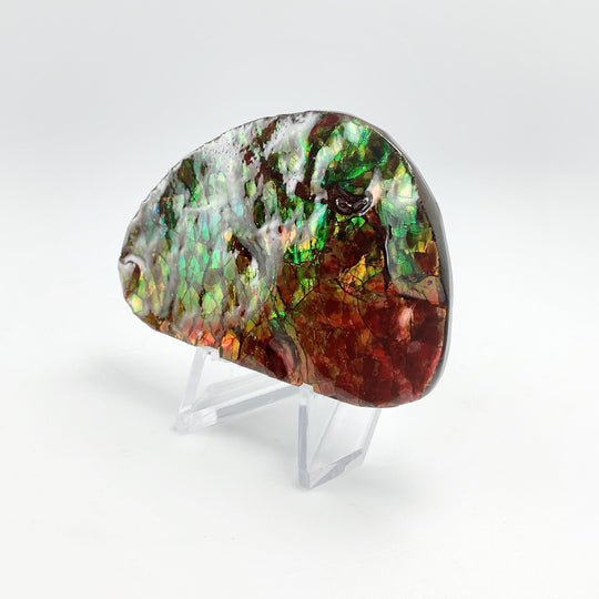 Ammolite Specimen - Rocks and Gems Canada