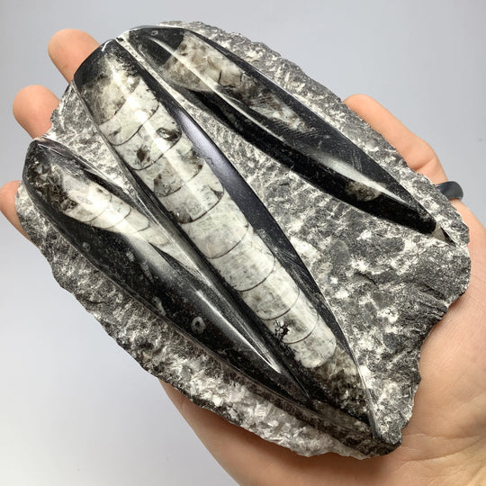 Orthoceras in Matrix - Rocks and Gems Canada