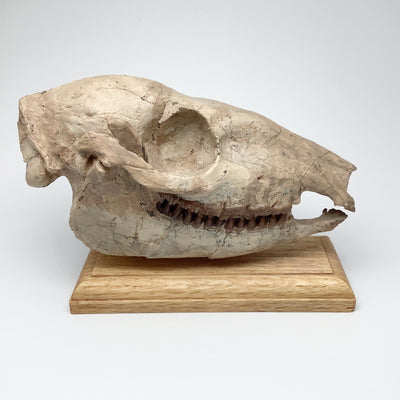 Fossilized Mesohippus Horse Full Skull