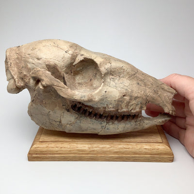 Fossilized Mesohippus Horse Full Skull