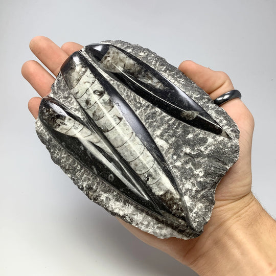 Orthoceras in Matrix - Rocks and Gems Canada