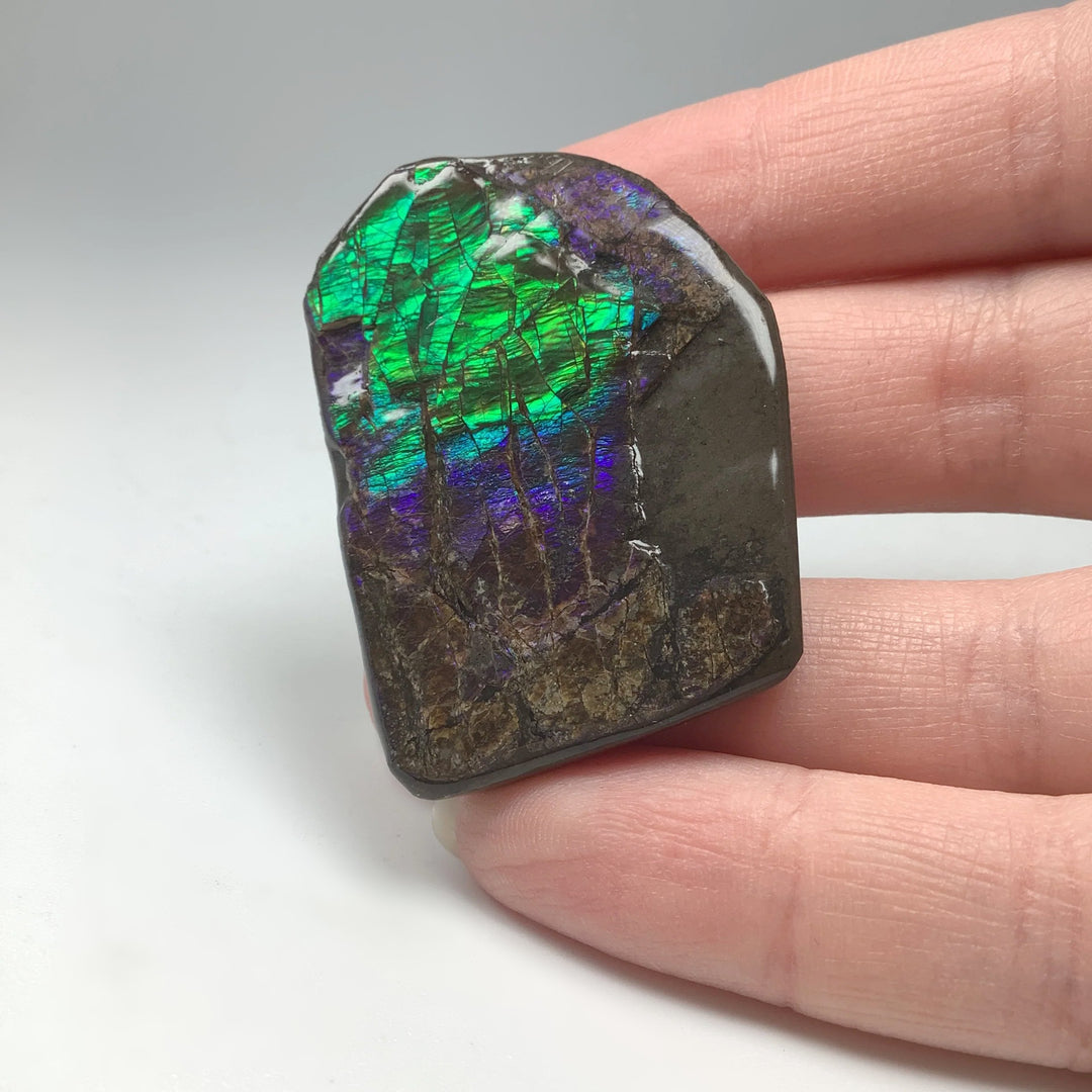 Ammolite Specimen - Rocks and Gems Canada